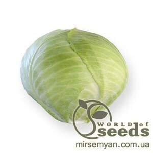 Капуста білокачанна пізня «Анкома» F1 25000 с. Рік Цван, (Rijk Zwaan)