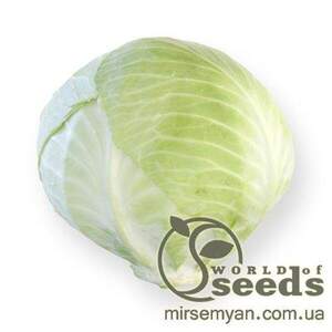 Капуста білокачанна пізня "Калорама" F1 калібрів. 1000 с. Рік Цваан, (Rijk Zwaan)