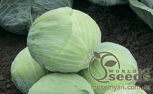 Капуста білокачанна пізня "Муксума" F1 калібрів. 1000 с. Рік Цваан, (Rijk Zwaan)