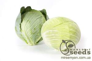 Капуста білокачанна пізня "Лагріма" F1 калібрів. 1000 с. Рік Цваан, (Rijk Zwaan)