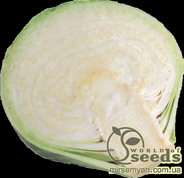 Капуста білокачанна пізня "Сторема" F1 1000 с. Рік Цваан, (Rijk Zwaan) Капуста білокачанна пізня "Сторема" F1 1000 с. Рік Цваан, (Rijk Zwaan)