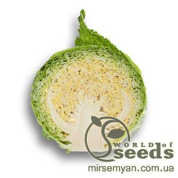 Капуста савойська "Мадлена" F1 2500 с. Рік Цваан, (Rijk Zwaan) Капуста савойська "Мадлена" F1 2500 с. Рік Цваан, (Rijk Zwaan)