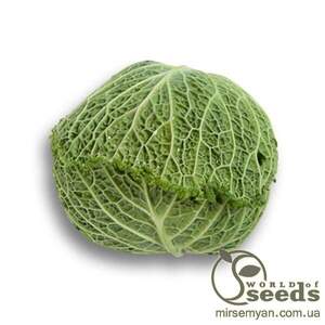 Капуста савойська "Мадлена" F1 2500 с. Рік Цваан, (Rijk Zwaan) Капуста савойська "Мадлена" F1 2500 с. Рік Цваан, (Rijk Zwaan)