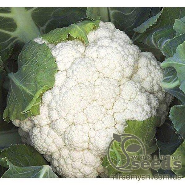 Капуста цвітна рання Капуста цвітна рання