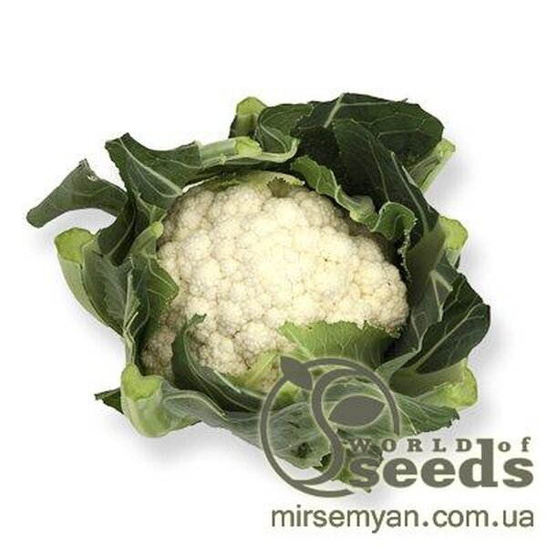 Капуста цвітна рання "Шамборд" F1 2500 с. Рік Цваан, (Rijk Zwaan) Капуста цвітна рання "Шамборд" F1 2500 с. Рік Цваан, (Rijk Zwaan)