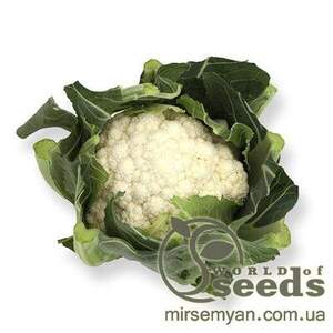 Капуста цвітна рання "Шамборд" F1 1000 с. Рік Цваан, (Rijk Zwaan)