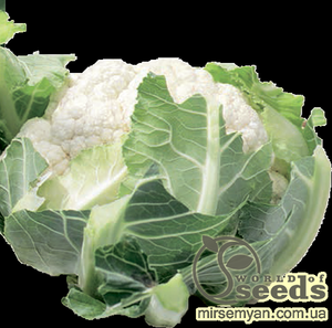 Капуста цвітна рання Капуста цвітна рання