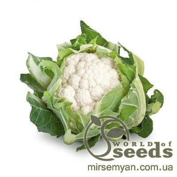 Капуста цвітна "Сантамарія" F1 1000 с. Рік Цваан, (Rijk Zwaan) Капуста цвітна "Сантамарія" F1 1000 с. Рік Цваан, (Rijk Zwaan)
