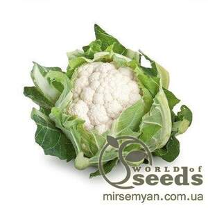 Капуста цвітна "Сантамарія" F1 1000 с. Рік Цваан, (Rijk Zwaan)