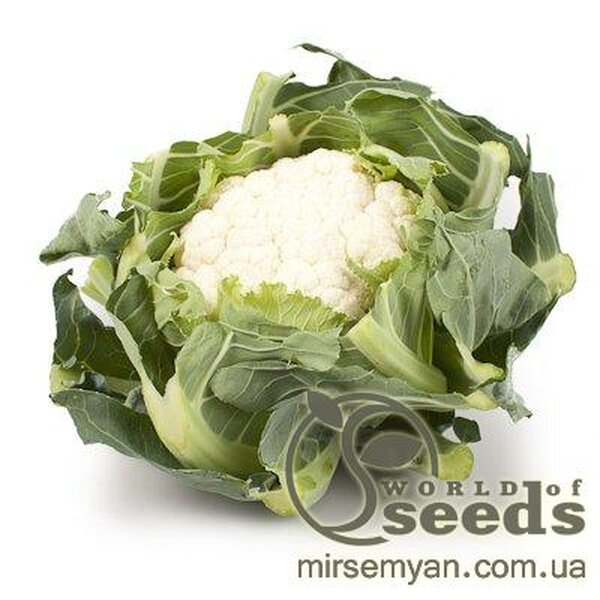 Капуста цвітна середньостигла «Каспер» F1 1000 с. Рік Цваан, (Rijk Zwaan) Капуста цвітна середньостигла «Каспер» F1 1000 с. Рік Цваан, (Rijk Zwaan)
