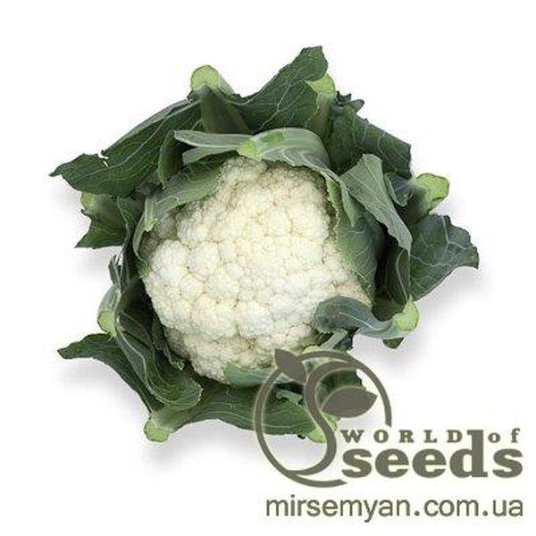 Капуста цвітна "Стабіліс" F1 2500 с. Рік Цваан, (Rijk Zwaan) Капуста цвітна "Стабіліс" F1 2500 с. Рік Цваан, (Rijk Zwaan)