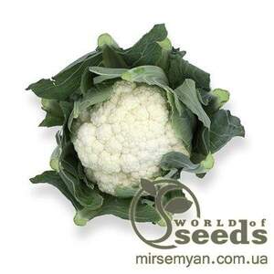 Капуста цвітна "Стабіліс" F1 2500 с. Рік Цваан, (Rijk Zwaan)