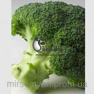 Капуста брокколі рання "Агасі" F1 калібрів. 2500 с. Рік Цваан, (Rijk Zwaan)