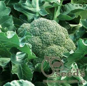 Капуста брокколі рання Капуста брокколі рання