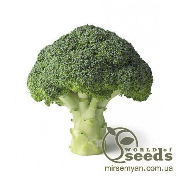Капуста броколі "Реггі" F1 2500 с. калібр. Рік Цваан, (Rijk Zwaan) Капуста броколі "Реггі" F1 2500 с. калібр. Рік Цваан, (Rijk Zwaan)