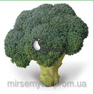 Капуста броколі "Реггі" F1 1000 с. калібр. Рік Цваан, (Rijk Zwaan) Капуста броколі "Реггі" F1 1000 с. калібр. Рік Цваан, (Rijk Zwaan)