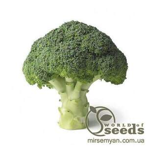 Капуста броколі "Реггі" F1 1000 с. калібр. Рік Цваан, (Rijk Zwaan) Капуста броколі "Реггі" F1 1000 с. калібр. Рік Цваан, (Rijk Zwaan)