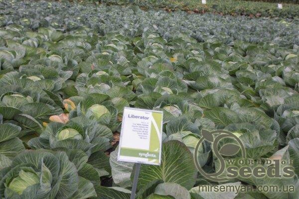 Капуста Лібератор F1 2500 нас. (Syngenta) Капуста Лібератор F1 2500 нас. (Syngenta)
