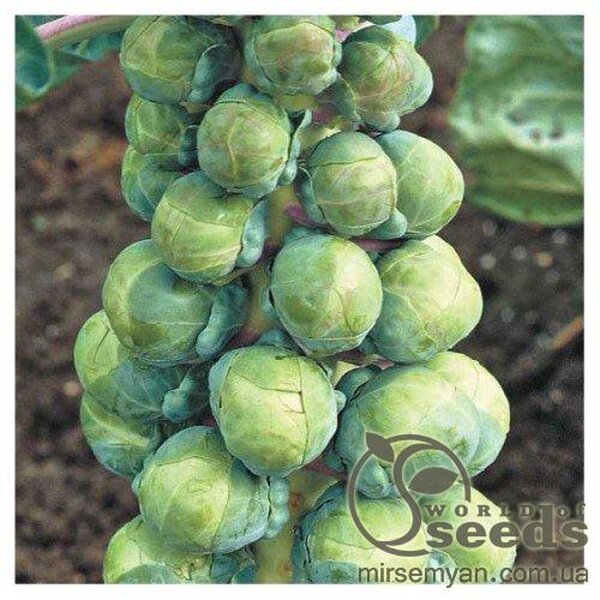 Капуста брюссельська Абакус F1 2500 нас. (Syngenta) Капуста брюссельська Абакус F1 2500 нас. (Syngenta)