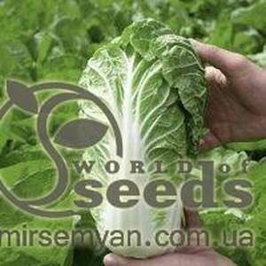 Капуста пекінська "Маноко" F1 10000 с. Бейо (Bejo)