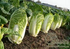 Капуста пекінська "Маноко" F1 10000 с. Бейо (Bejo)