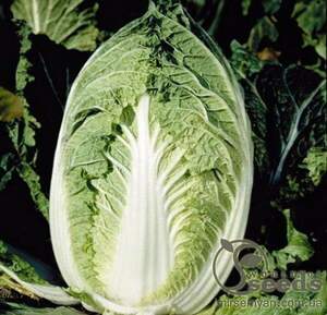 Капуста пекінська "Еміко" F1 2500 с. Бейо (Bejo)