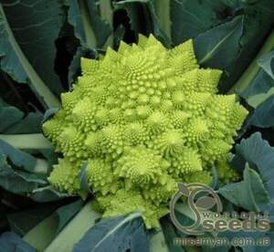 Капуста цвітна "Вероніка" F1 тип-РОМАНЕСКО! 2500 с. Бейо (Bejo)