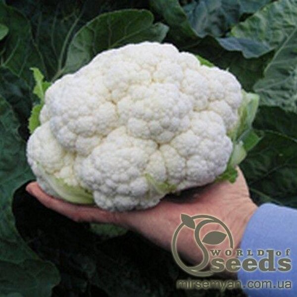 Капуста цвітна Альтаміра 2500 нас. (Bejo) Капуста цвітна Альтаміра 2500 нас. (Bejo)