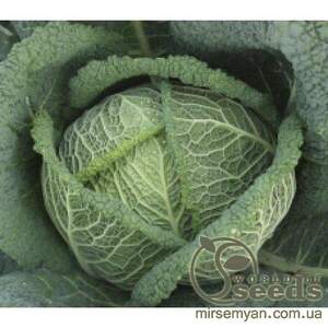 Капуста савойська "Віроса" F1 2500 с. Бейо (Bejo)