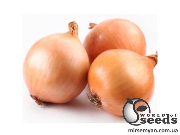 Цибуля саджанка озима Тріумф 1 кг (Netherlands) Цибуля саджанка озима Тріумф 1 кг (Netherlands)