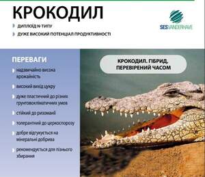 Насіння буряка цукрового Крокодил" SESVANDERHAVE (драже)