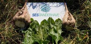 Насіння буряка цукрового Крокодил" SESVANDERHAVE (драже) Насіння буряка цукрового Крокодил" SESVANDERHAVE (драже)