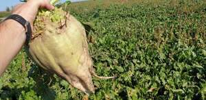 Насіння буряка цукрового Крокодил" SESVANDERHAVE (драже) Насіння буряка цукрового Крокодил" SESVANDERHAVE (драже)