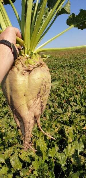 Насіння буряка цукрового Крокодил" SESVANDERHAVE (драже) Насіння буряка цукрового Крокодил" SESVANDERHAVE (драже)