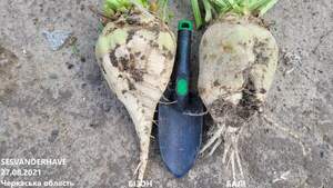 Насіння буряка цукрового Крокодил" SESVANDERHAVE (драже) Насіння буряка цукрового Крокодил" SESVANDERHAVE (драже)