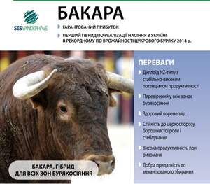 Насіння буряка цукрового "Бакара" SESVANDERHAVE (драже) Насіння буряка цукрового "Бакара" SESVANDERHAVE (драже)