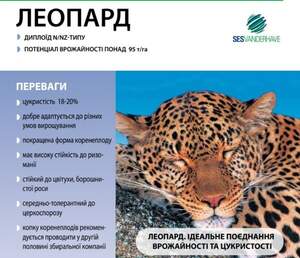 Насіння буряка цукрового "Леопард" SESVANDERHAVE (драже) Насіння буряка цукрового "Леопард" SESVANDERHAVE (драже)