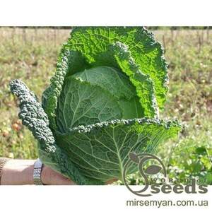 Капуста савойська "Меліса/Melissa" F1 2500 с. Бейо (Bejo)