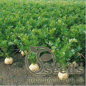 Селера кореневої "Діамант / Diamant" 10 000 с. Бейо, (Bejo)