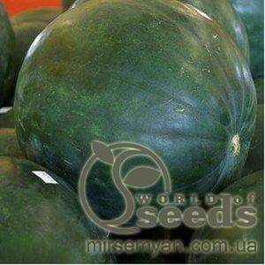 Кавун середньоранній "Баронеса" F1 100 с. Рік Цваан, (Rijk Zwaan) Кавун середньоранній "Баронеса" F1 100 с. Рік Цваан, (Rijk Zwaan)