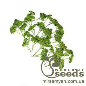 Петрушка гладколистий "Мозкраузе" 50 г Рійк Цваан, (Rijk Zwaan)