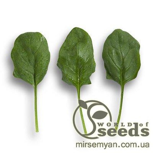 Шпинат ранній Шпинат ранній