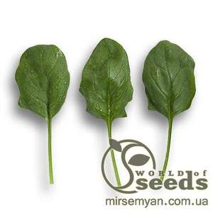 Шпинат ранній "Боа" 25000 с. Рік Цваан, (Rijk Zwaan)