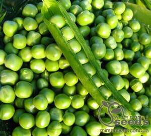 Насіння овочевого гороху "Джоф" 1 кг (Syngenta) WoS