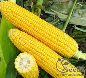Насіння цукрової кукурудзи 