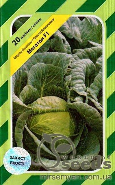 Капуста білокачанна середньопізня Капуста білокачанна середньопізня