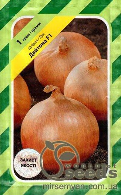 Цибуля Цибуля