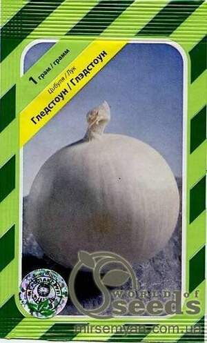 Цибуля Цибуля