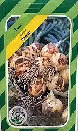 Цибуля озима "Радар / Radar" 1 г, А Бейо, (Bejo)