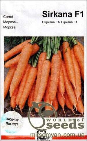 Морква 